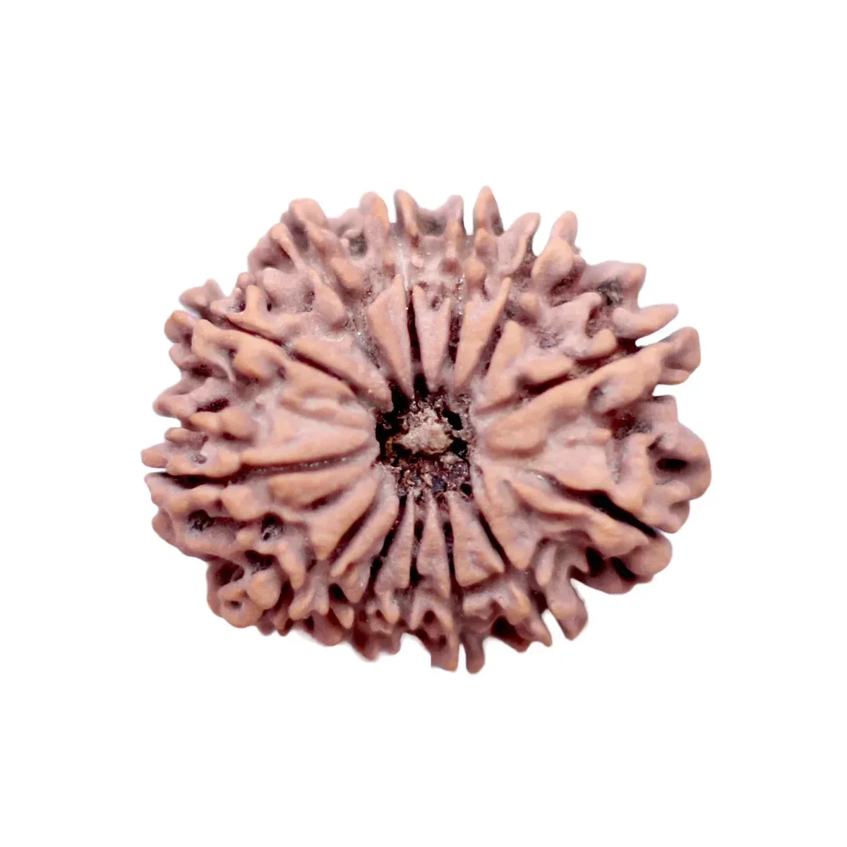 14 Mukhi Rudrakch indonesia1