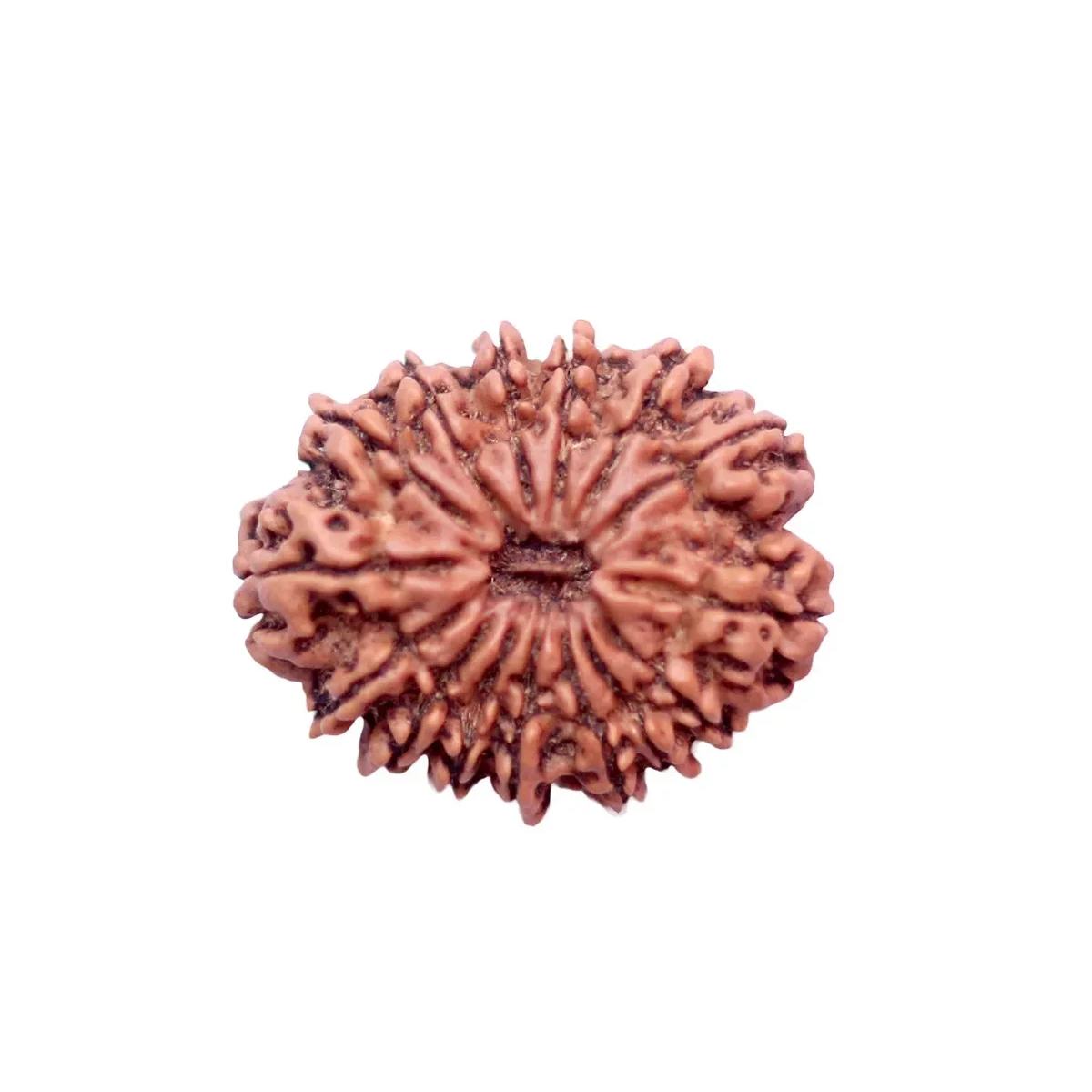 15 Mukhi Rudrakch Indonesia1