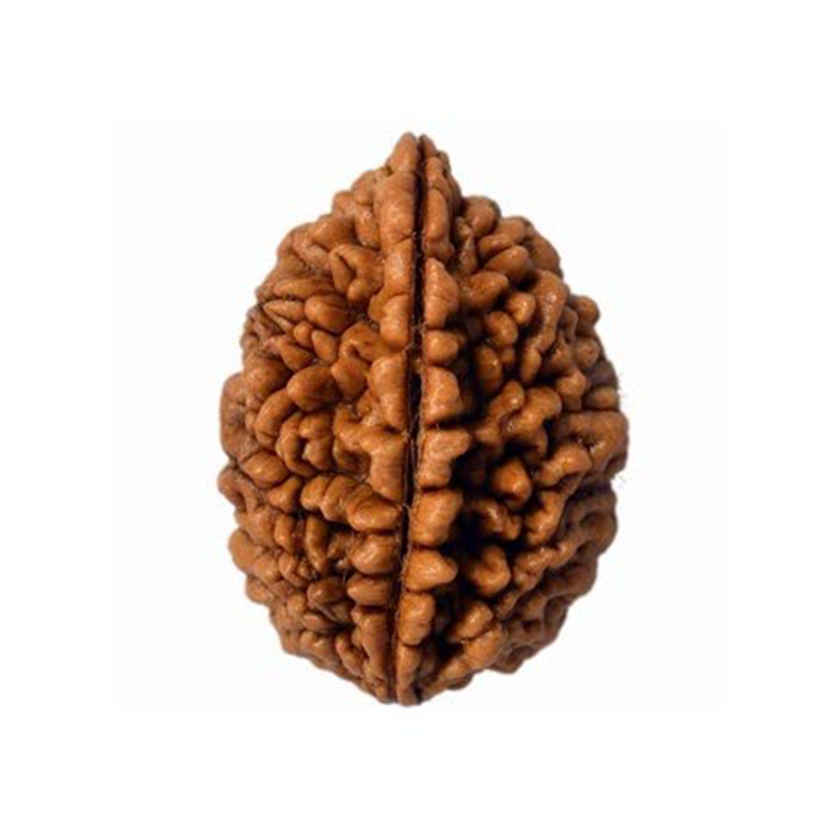 2 Mukhi Rudrakch (dehraduni )1