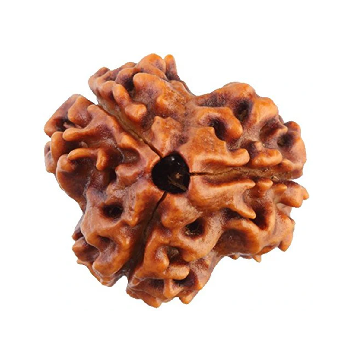 3 mukhi Rudrakch (nepali )1
