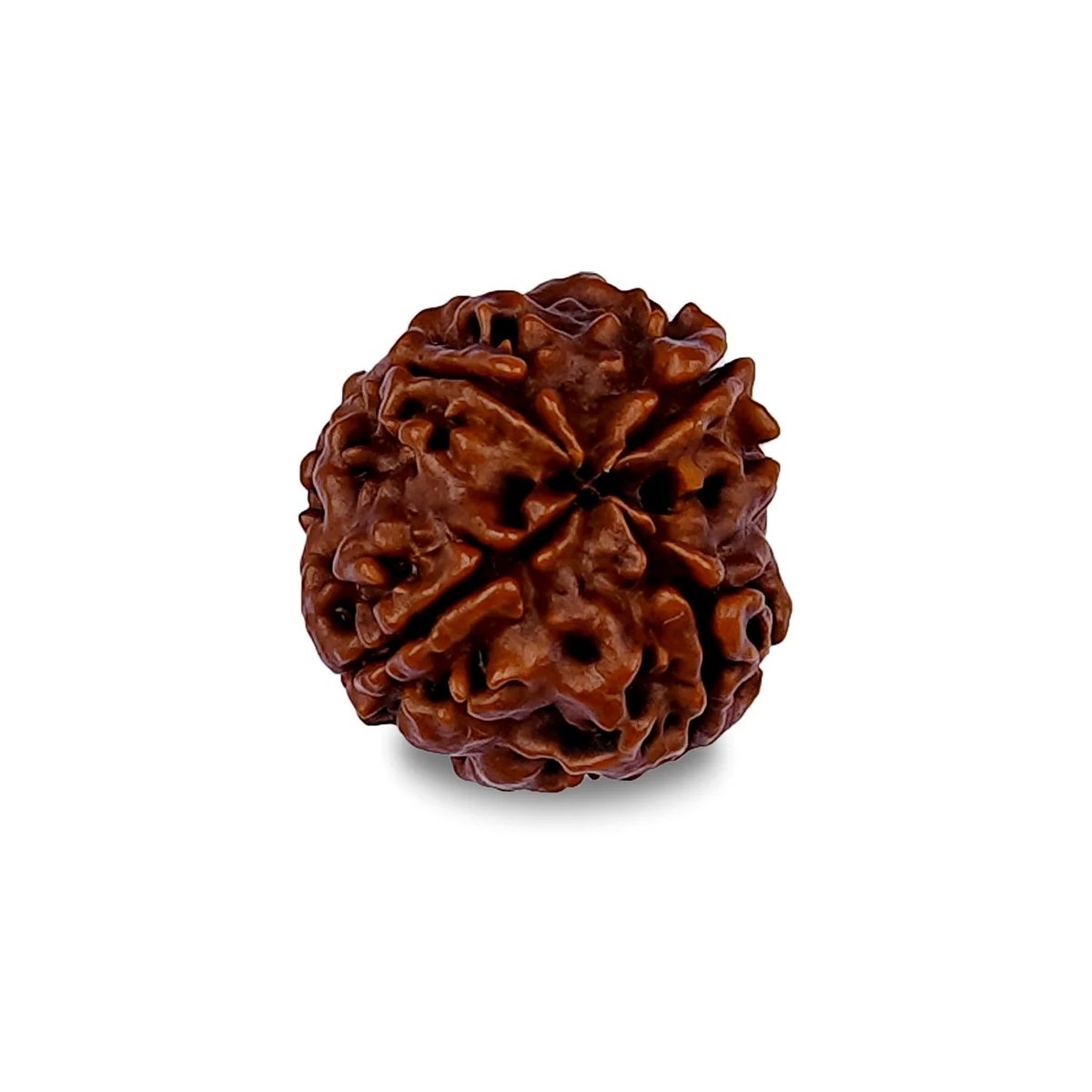 4 Mukhi Rudrakch (Nepali)1
