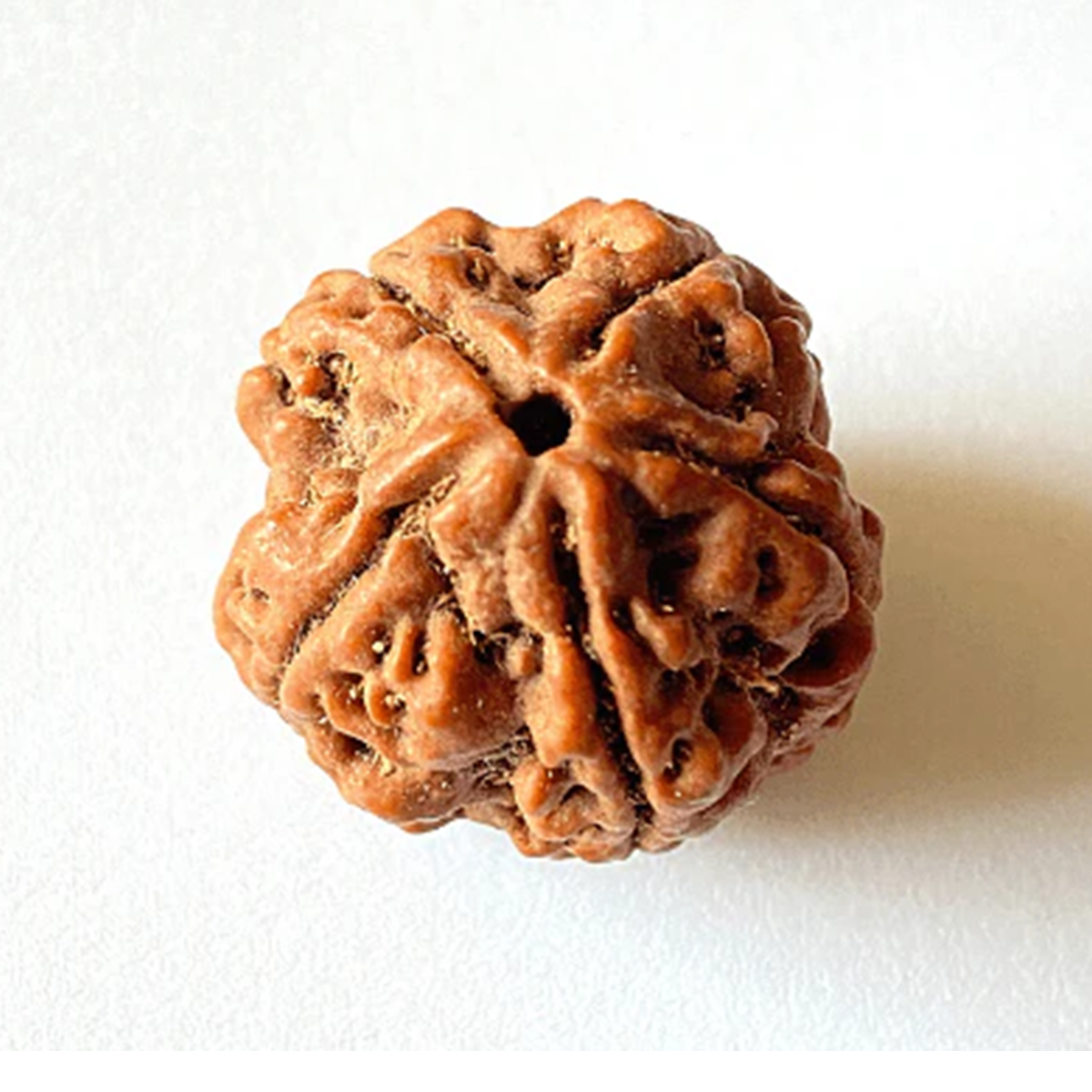 5 Mukhi Rudrakch (Nepali)1