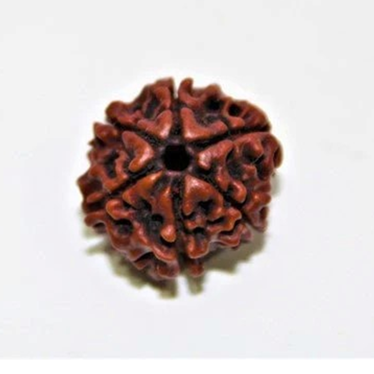6 Mukhi Rudrakch (Nepali)1