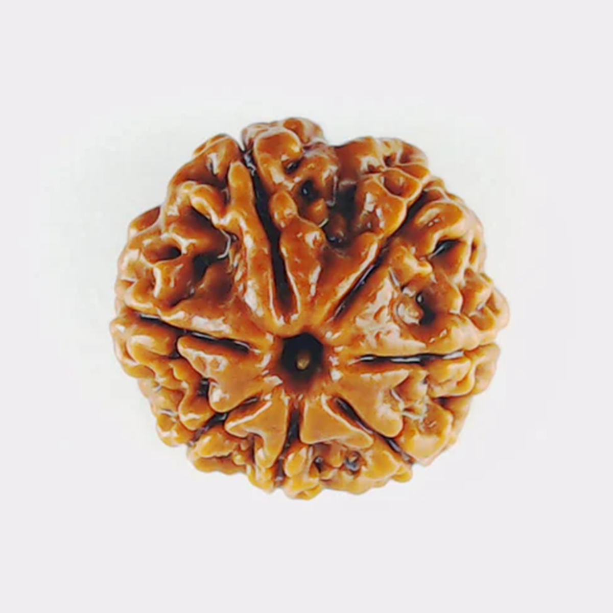 7 Mukhi Rudrakch (Nepali)1