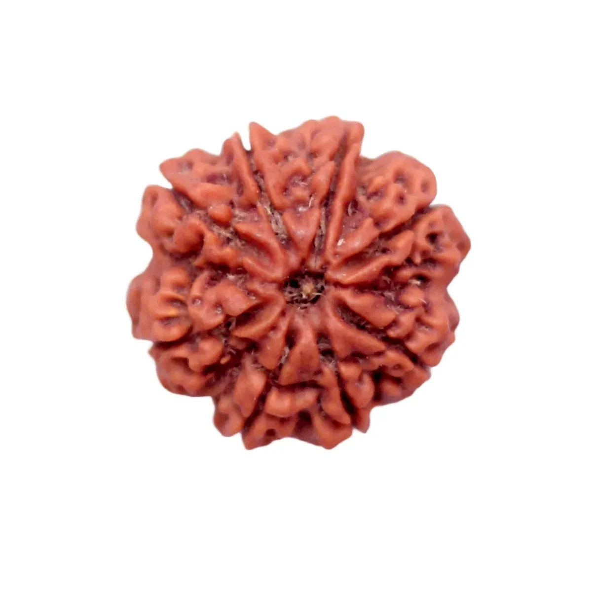 8 Mukhi Rudrakch (Nepali)1