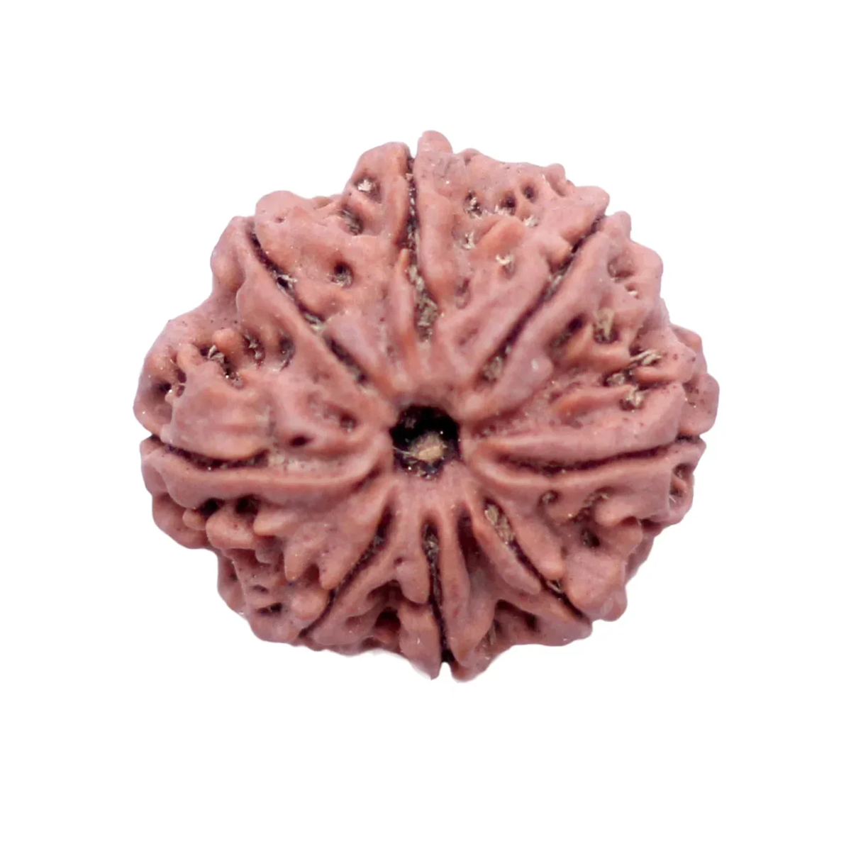 9 Mukhi Rudrakch (Nepali)1